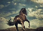 Western Stars Bruce Springsteena