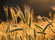 Folklorní okénko: Žitka zeleňajú, kvete réž. Obilí v lidové písni